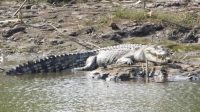 Nambang Timah, Pemuda di Bangka Tewas Diterkam Buaya