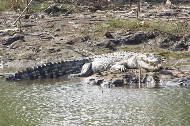 Nambang Timah, Pemuda di Bangka Tewas Diterkam Buaya