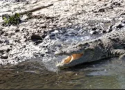 Kemunculan Buaya Besar di Sungai Sidoarjo Kembali Resahkan Warga, Otoritas Beri Peringatan Keras