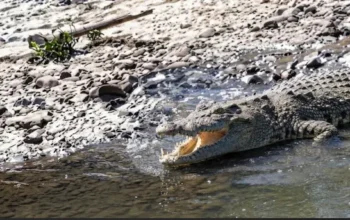 Kemunculan Buaya Besar di Sungai Sidoarjo Kembali Resahkan Warga, Otoritas Beri Peringatan Keras