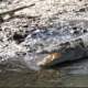 Kemunculan Buaya Besar di Sungai Sidoarjo Kembali Resahkan Warga, Otoritas Beri Peringatan Keras