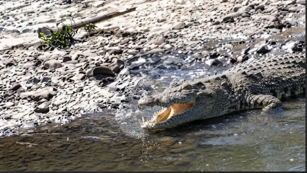Kemunculan Buaya Besar di Sungai Sidoarjo Kembali Resahkan Warga, Otoritas Beri Peringatan Keras 1 Kemunculan Buaya Besar di Sungai Sidoarjo Kembali Resahkan Warga, Otoritas Beri Peringatan Keras