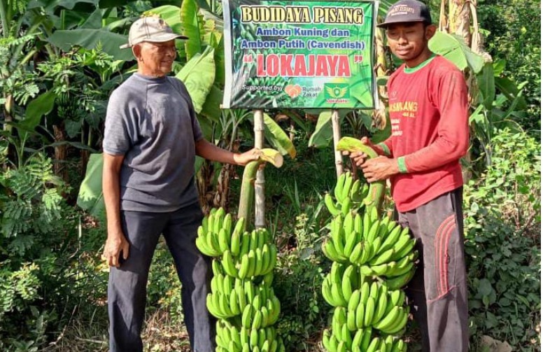 Panen Pisang Buat Warga Binaan Rumah Zakat Gembira