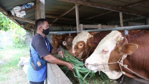 Bupati Kediri Ajak Warga Berkurban Lewat Rumah Potong Hewan