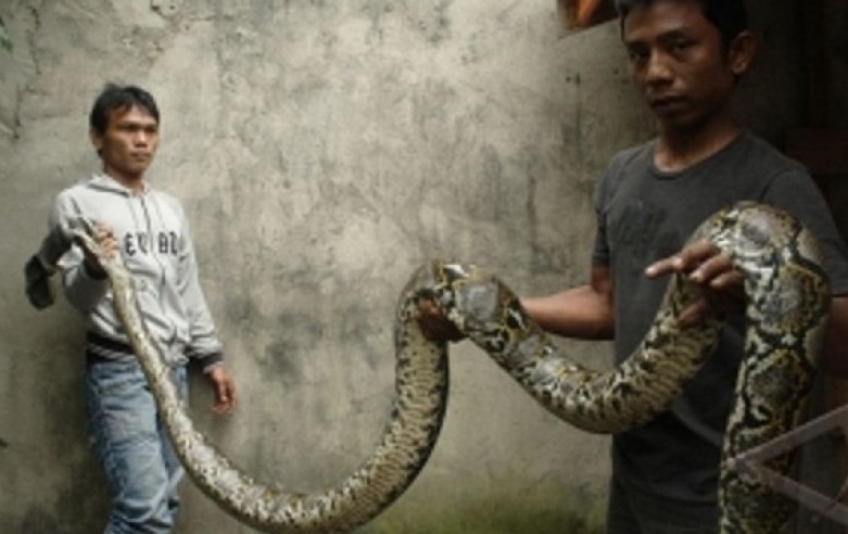 ara Rasulullah ketika melihat ada ular masuk rumah