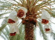 Chemical Ingredients Date Palm