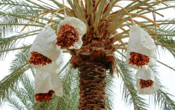Chemical Ingredients Date Palm