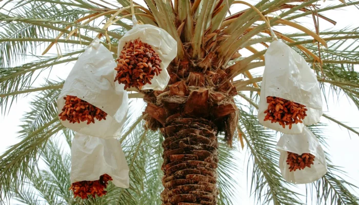 Chemical Ingredients Date Palm
