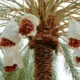 Chemical Ingredients Date Palm