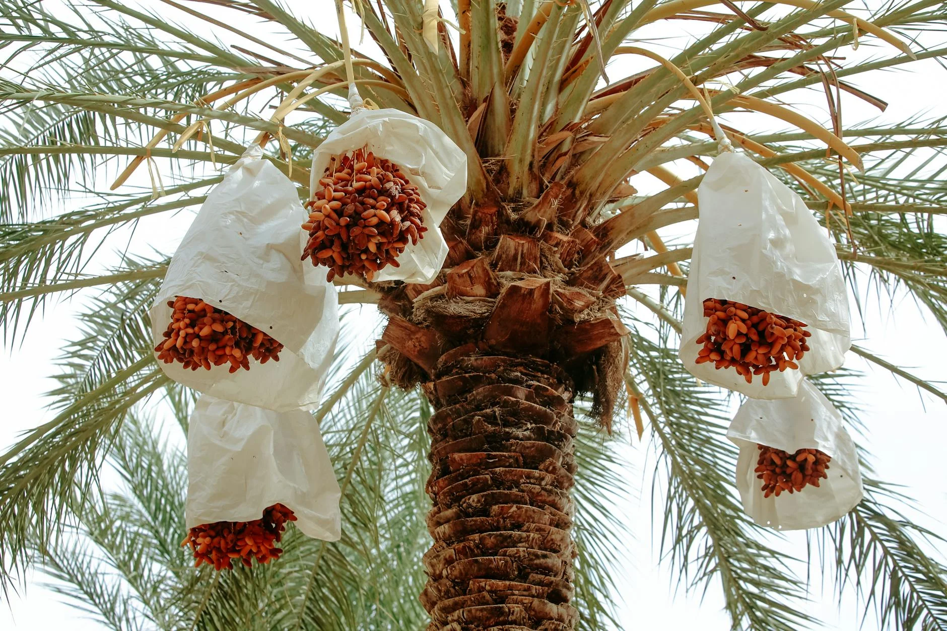 Chemical Ingredients Date Palm