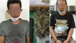 Ada Pohon dan Ganja Kering di Kediri, Ini Pengedarnya