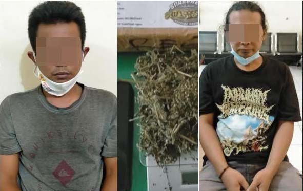 Ada Pohon dan Ganja Kering di Kediri, Ini Pengedarnya