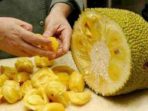 Pasangan Suami Istri Dibacok Tetangga – Hanya Gara Gara Buah Nangka Hilang