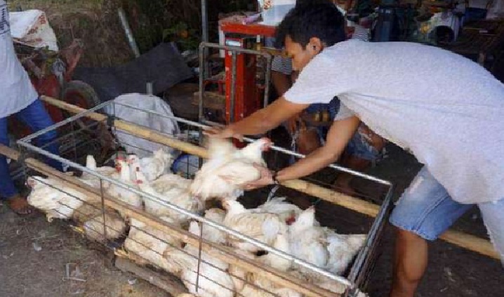 Jelang Ramadan Daging Ayam Melonjak, Emak Emak Menjerit