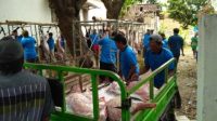 Saat Sidak, Dinas Peternakan Temukan Kambing Cacingan