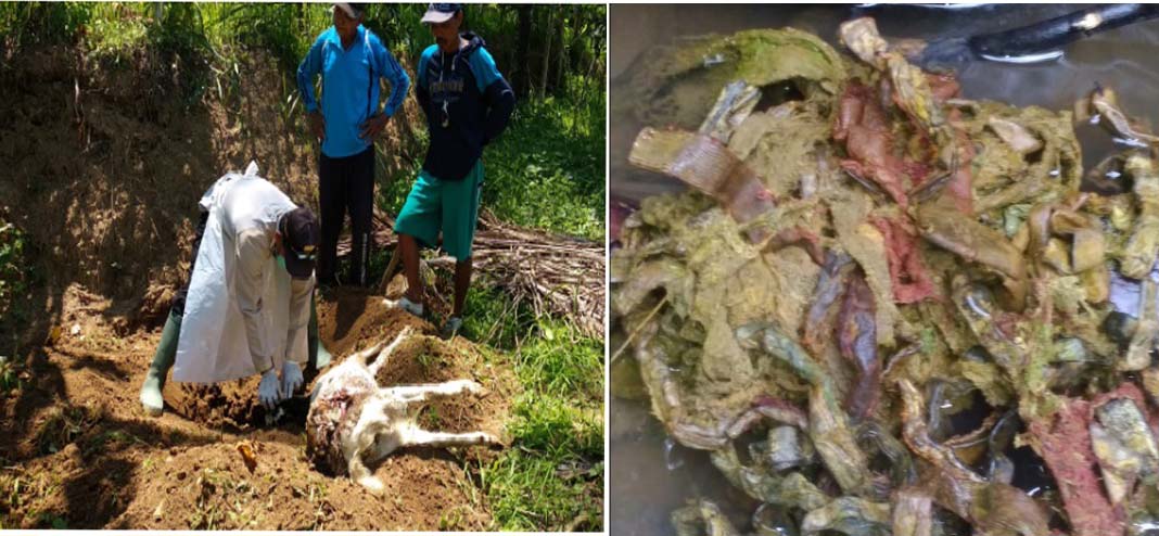 Heboh Belasan Sapi Mati 'Kena Santet' Tulungagung, Perutnya Ada Kawat dan Besi