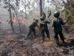 Ulah Pemburu Hewan Yang Bakar Sarang Babi, Sebabkan Dua Hektar Hutan Kayu Putih Terbakar