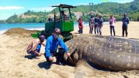 Ikan Hiu Tutul 3,3 Ton Terdampar di Tepi Pantai Besuki Tulungagung