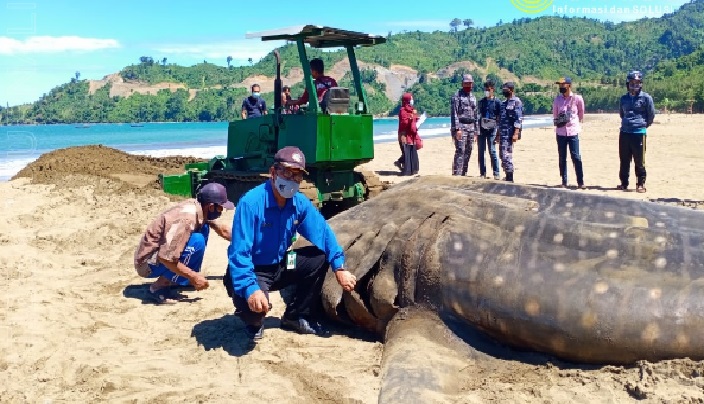 ikan hiu tutul ditemukan warga di pantai