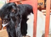 Capaian Peningkatan Populasi Hewan Ternak Dan Pelayanan Keswan Di Nganjuk Lampaui Target, Kadisperta Himbau Tetap Bangun Sinergitas