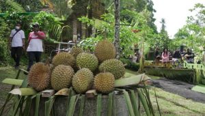 Destinasi Wisata Kampung Durian di Banyuwangi Tawarkan Durian Runtuh dari Pohon