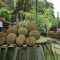 kampung durian di destinasi wisata banyuwangi