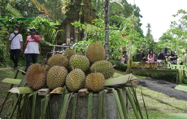 kampung durian di destinasi wisata banyuwangi