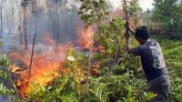 10 PERSEN DARI 117 RIBU HEKTAR HUTAN DI KEDIRI RENTAN BERPOTENSI KEBAKARAN