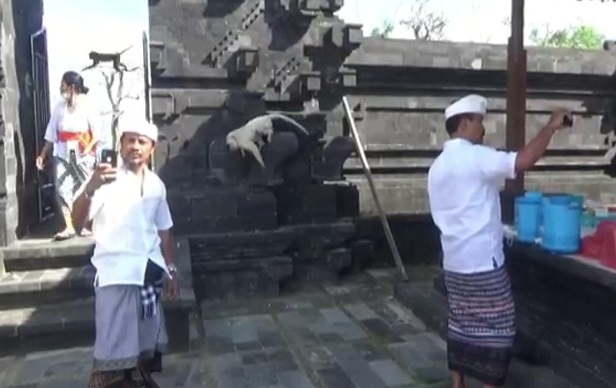 penampakan-monyet-putih-di-pura-pecatu-bali-diyakini-sebagai-pertanda-baik