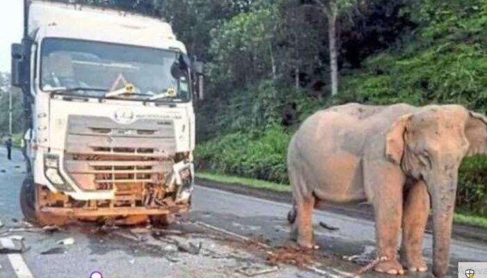 Pilunya Jalan Lintas Malaysia: Anak Gajah Tewas Dilindas Truk Ayam, Sang Induk Tak Rela Beranjak!