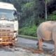 kisah tragis yang menimpa seekor anak gajah berusia lima tahun