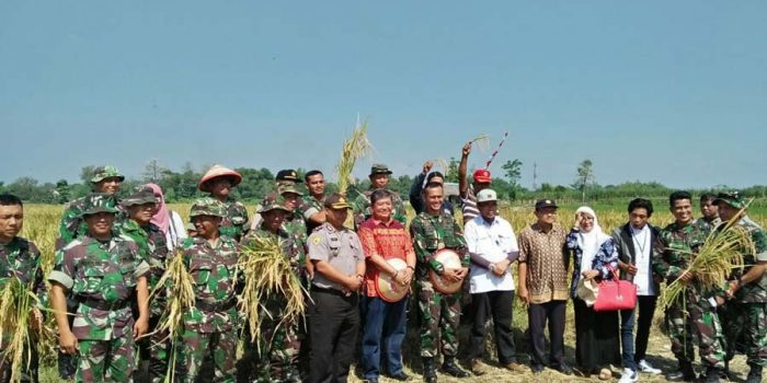 Panen Raya di Atas Lahan Percontohan Kodim 0809 Kediri di Pare