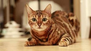 5 Kucing Termahal di Dunia Ini, Lucu Lucu, Sorot Matanya , Wow