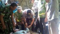 Sebulan Ini, Warga Cukur Guling Dipasung di Kandang Sapi