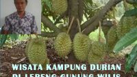 Ciptakan Destinasi Baru, Sebagai Ikon Wisata Kampung Durian