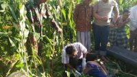 Diteriaki Maling, Kabur Sembunyi di Kebun Jagung Kemudian Mati