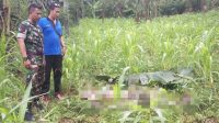 Mayat Membusuk Ditemukan di Kebun Jagung