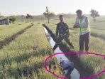 Penyakit Epilepsi Kambuh di Sawah, Petani Bawang Tewas Telungkup di Parit