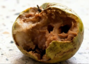 Kejadian Jambu Membusuk: Siswa di SMPN 1 Nglames menemukan jambu biji membusuk dalam paket menu dari SPPG Tempursari. Kejadian Nanas Utuh: Wali murid di TK Bongsopotro mengeluhkan pemberian nanas utuh yang belum dikupas bagi anak usia dini.