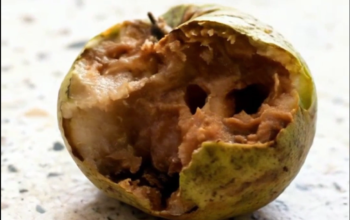 Kejadian Jambu Membusuk: Siswa di SMPN 1 Nglames menemukan jambu biji membusuk dalam paket menu dari SPPG Tempursari. Kejadian Nanas Utuh: Wali murid di TK Bongsopotro mengeluhkan pemberian nanas utuh yang belum dikupas bagi anak usia dini.