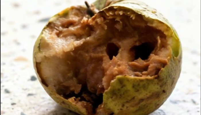 Kualitas Menu Makan Bergizi Gratis di Madiun Disorot Akibat Temuan Jambu Busuk