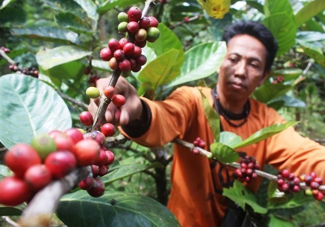 Permintaan Kopi Dunia Naik, Program Desa Devisa Jangkau Pasar Global