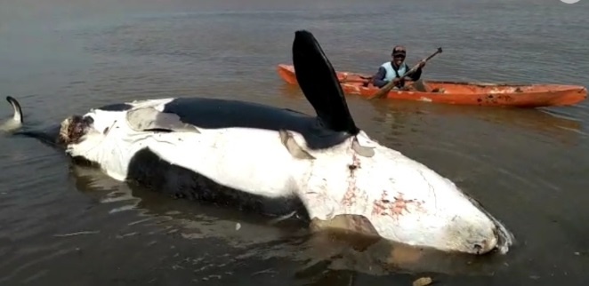  Ikan Paus Sudah Mati Menepi di Perairan Banyuwangi