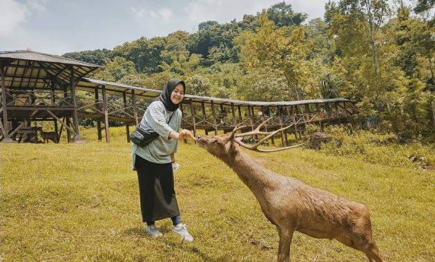 penangkaran rusa