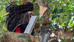 Ini Pengakuan Pemilik Pohon Nangka Yang Berbuah Durian