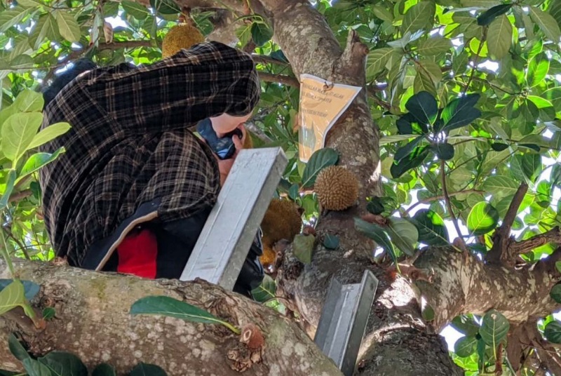 Pengakuan Pemilik Pohon Nangka Yang Berbuah Durian