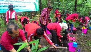 Cegah Banjir , Ribuan Bibit Bambu Ditanam di Lereng Gunung Wilis