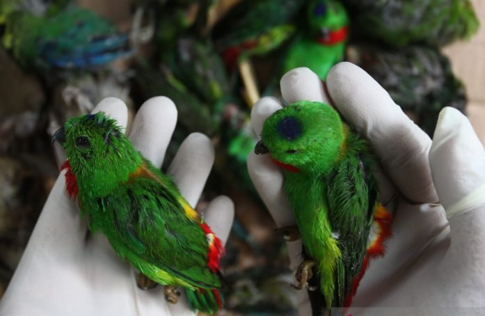 penyelundupan ribuan ekor burung