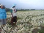 Puluhan Hektar Sawah Diserang Hama Misterius, Petani Brokoli Gagal Panen