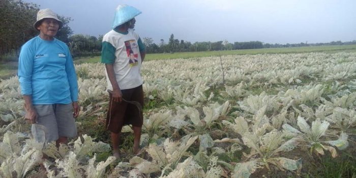 Puluhan Hektar Sawah Diserang Hama Misterius, Petani Brokoli Gagal Panen